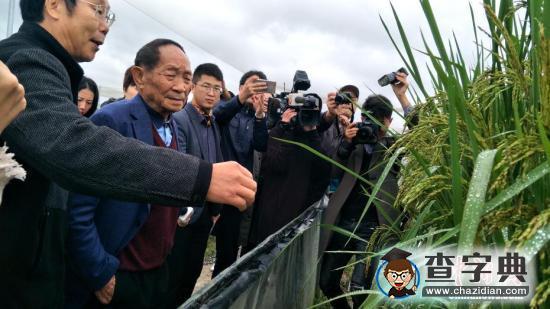 與“雜交水稻之父”袁隆平在禾下“乘涼”1