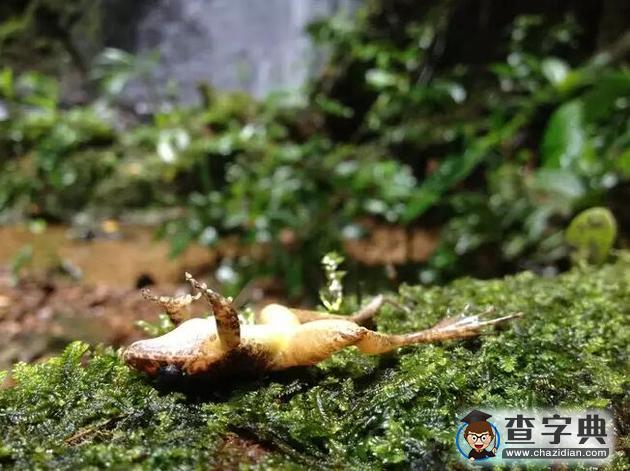 兩棲動物種群衰退之謎：蛙壺菌是罪魁禍?zhǔn)?