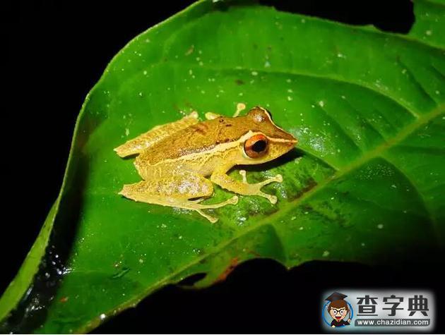 兩棲動物種群衰退之謎：蛙壺菌是罪魁禍?zhǔn)?