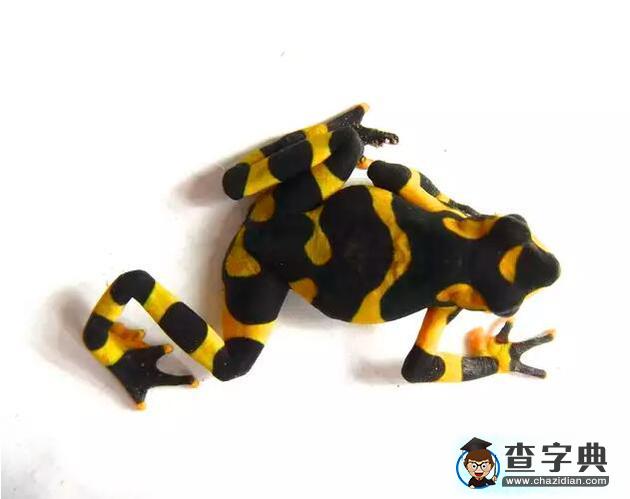 兩棲動物種群衰退之謎：蛙壺菌是罪魁禍?zhǔn)?