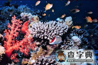 南海珊瑚礁“嚴(yán)重退化” 海底“造林”百畝拯救1