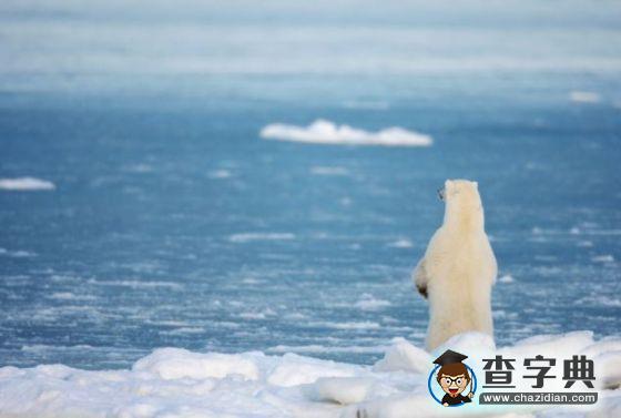 北極的冰快化完了1