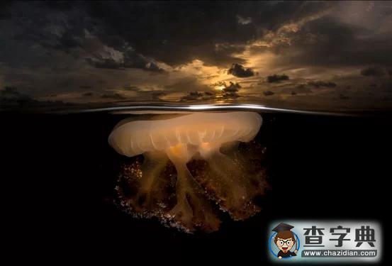 瘋狂奇妙的大自然：老鷹爭搶死雞展示“圓圈的力量”13