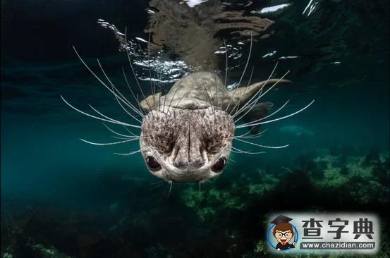 瘋狂奇妙的大自然：老鷹爭搶死雞展示“圓圈的力量”7