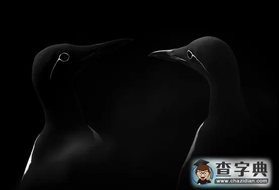 瘋狂奇妙的大自然：老鷹爭搶死雞展示“圓圈的力量”12