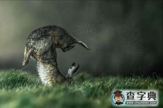 瘋狂奇妙的大自然：老鷹爭搶死雞展示“圓圈的力量”3