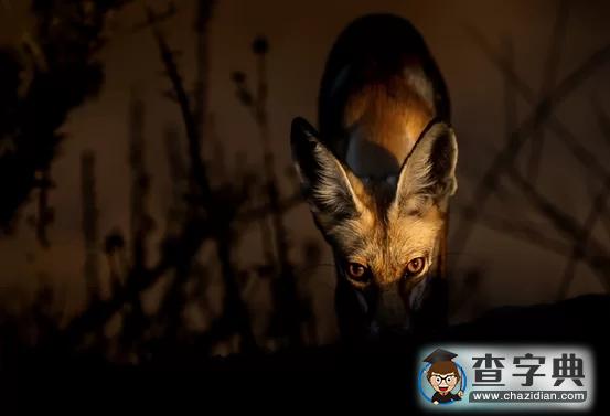 瘋狂奇妙的大自然：老鷹爭搶死雞展示“圓圈的力量”10