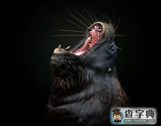 瘋狂奇妙的大自然：老鷹爭搶死雞展示“圓圈的力量”11