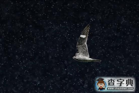 瘋狂奇妙的大自然：老鷹爭搶死雞展示“圓圈的力量”5