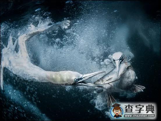 瘋狂奇妙的大自然：老鷹爭搶死雞展示“圓圈的力量”4