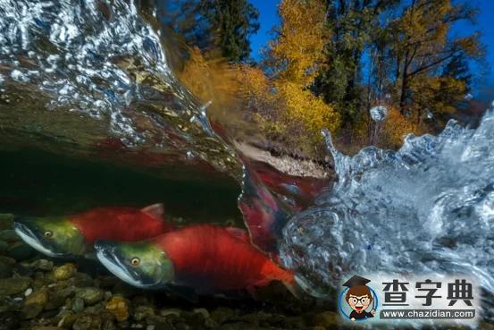 瘋狂奇妙的大自然：老鷹爭搶死雞展示“圓圈的力量”14