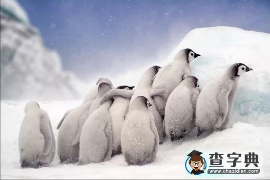 瘋狂奇妙的大自然：老鷹爭搶死雞展示“圓圈的力量”2