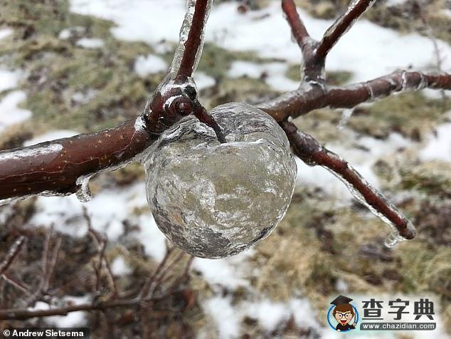 大自然鬼斧神工：美國(guó)極寒天氣現(xiàn)“幽靈蘋(píng)果”奇觀1