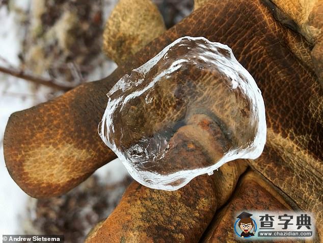 大自然鬼斧神工：美國(guó)極寒天氣現(xiàn)“幽靈蘋(píng)果”奇觀7