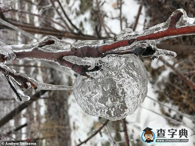 大自然鬼斧神工：美國(guó)極寒天氣現(xiàn)“幽靈蘋(píng)果”奇觀3