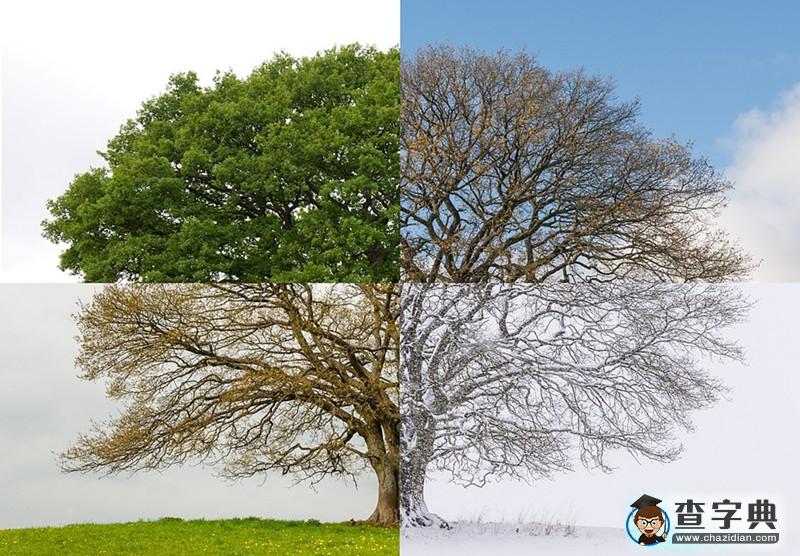 一顆老橡樹的四季輪回：從春天吐嫩芽到冬天被白雪覆蓋1