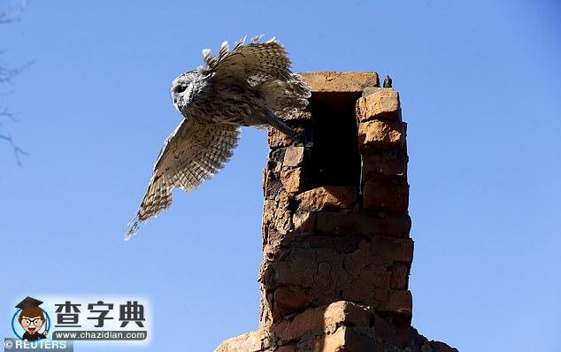切爾諾貝利核電站禁區(qū)：現(xiàn)已成為動(dòng)物的天堂！7