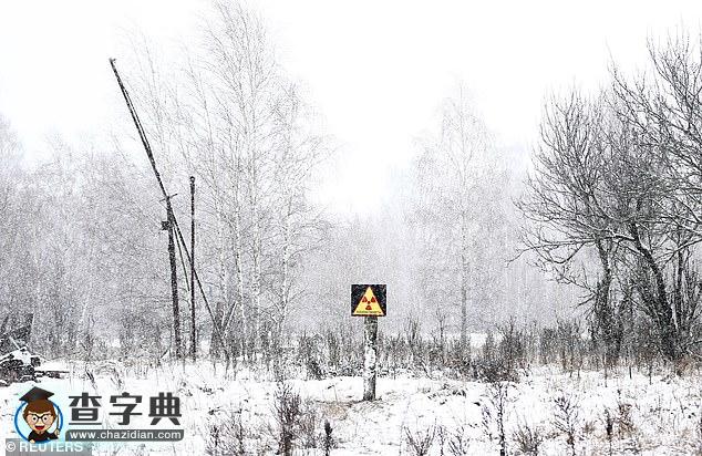 切爾諾貝利核電站禁區(qū)：現(xiàn)已成為動(dòng)物的天堂！6