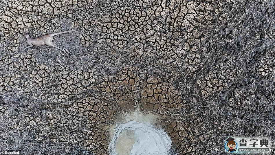 澳大利亞地理自然攝影大賽：鯊魚環(huán)繞擱淺鯨魚獲第一8