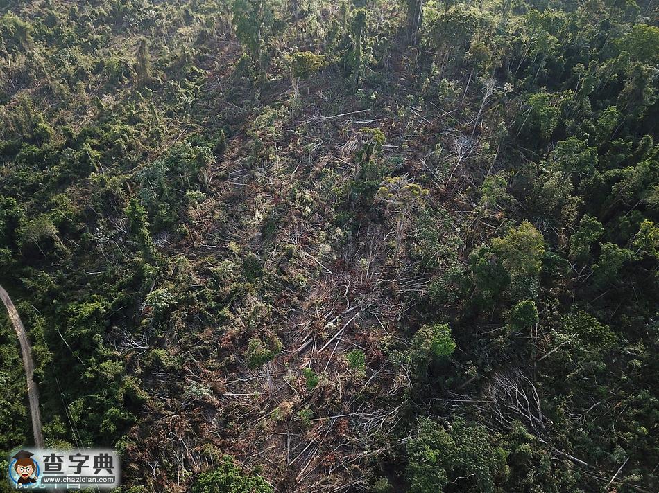 巴西亞馬孫雨林非法砍伐現象嚴峻：道路兩側對比明顯13