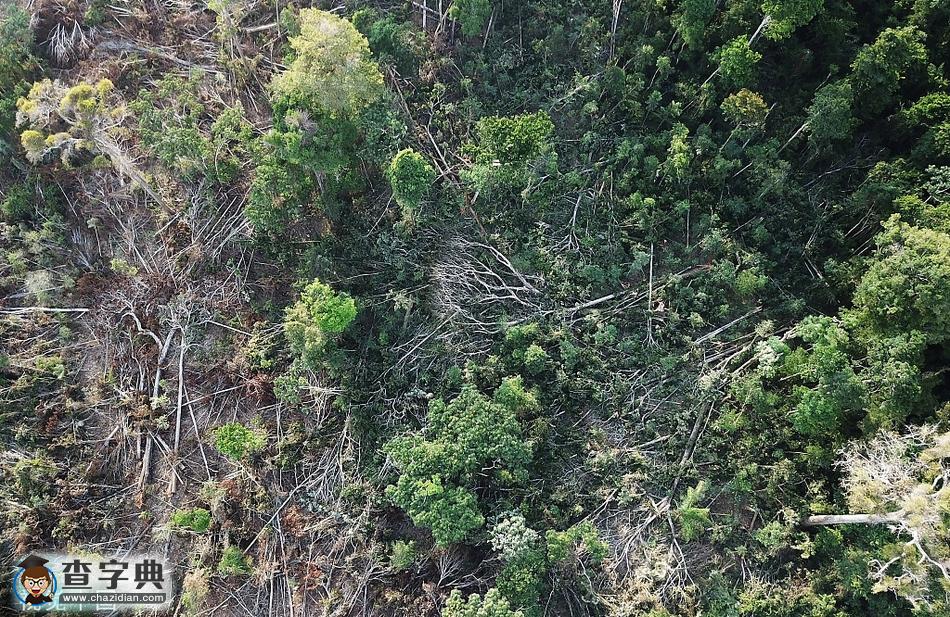 巴西亞馬孫雨林非法砍伐現象嚴峻：道路兩側對比明顯10
