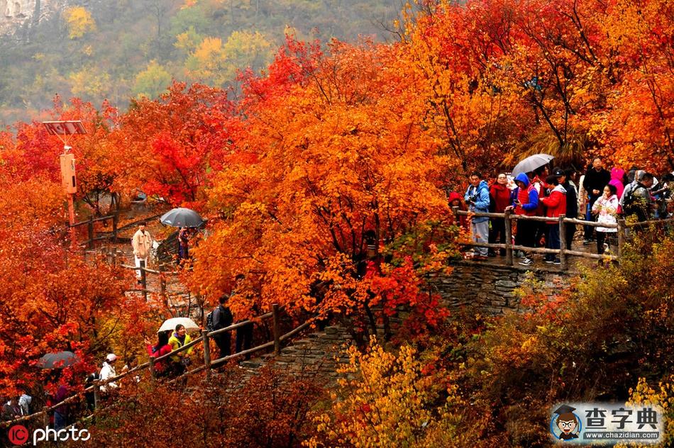 北京坡峰嶺紅葉節(jié)迎來(lái)最佳觀賞期1
