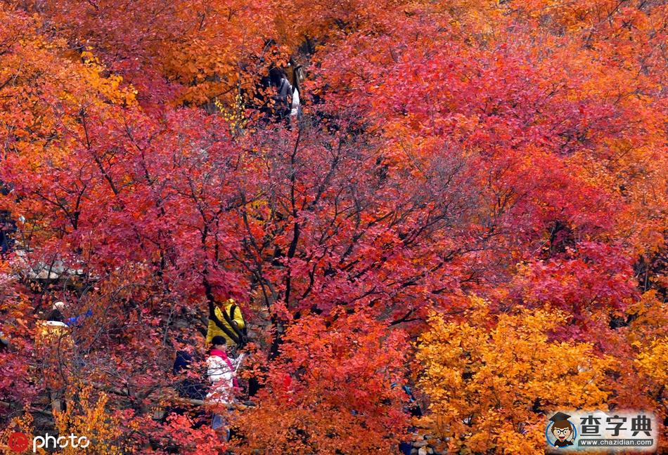 北京坡峰嶺紅葉節(jié)迎來(lái)最佳觀賞期5