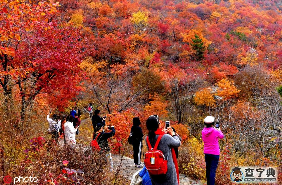 北京坡峰嶺紅葉節(jié)迎來(lái)最佳觀賞期4