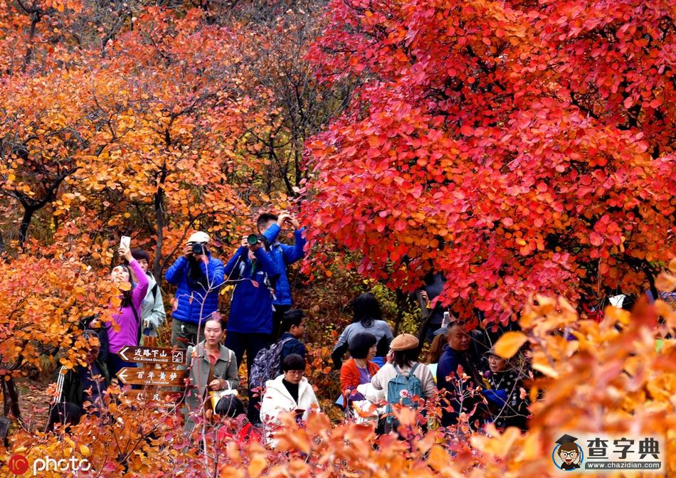 北京坡峰嶺紅葉節(jié)迎來(lái)最佳觀賞期6