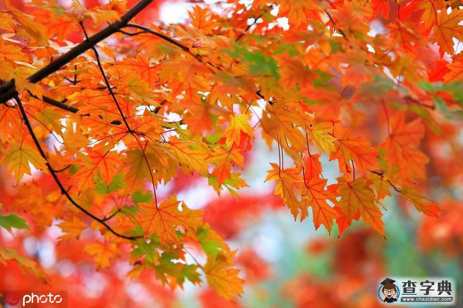 京城秋景漸入佳境 來(lái)感受北京最美的季節(jié)5
