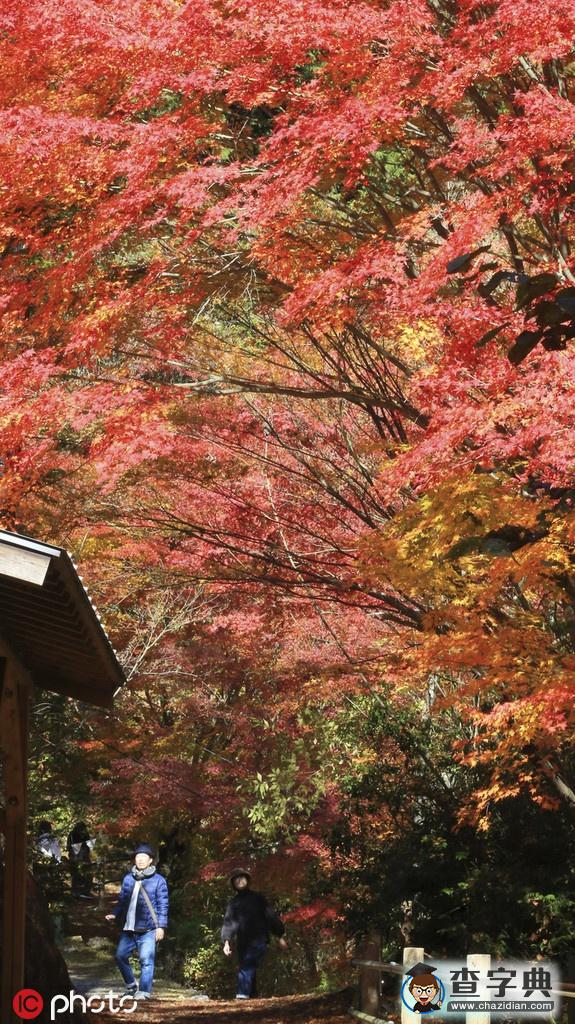 浪漫秋色關不住 日本岐阜紅楓滿園2