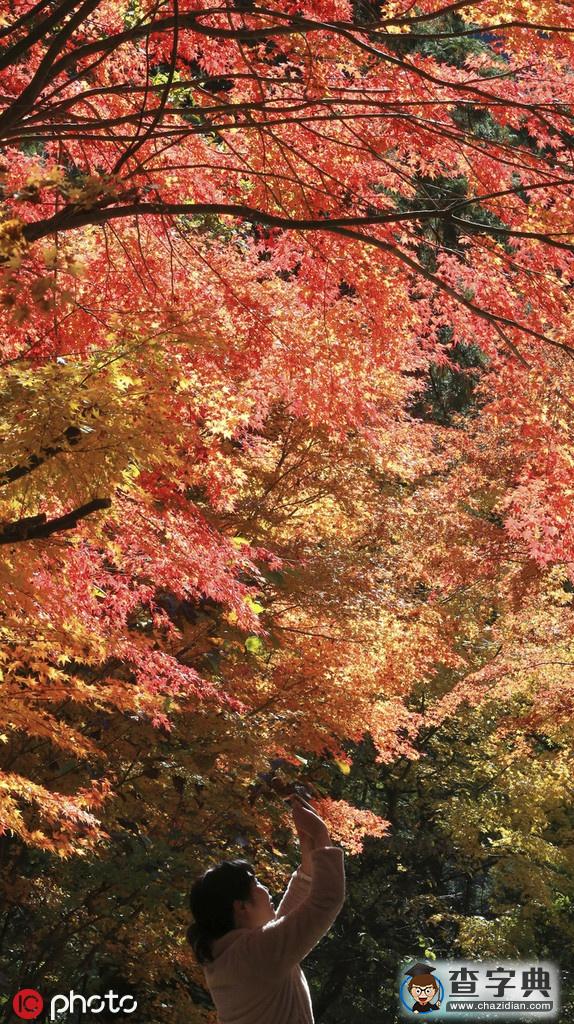 浪漫秋色關不住 日本岐阜紅楓滿園3