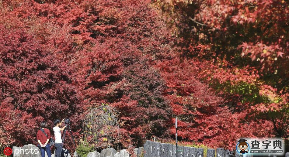 浪漫秋色關不住 日本岐阜紅楓滿園4