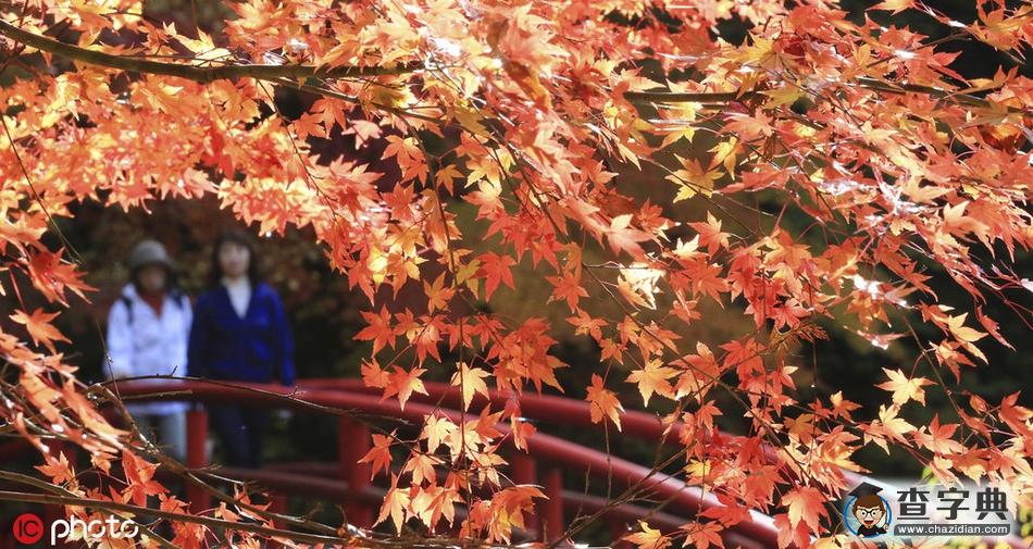 浪漫秋色關不住 日本岐阜紅楓滿園1