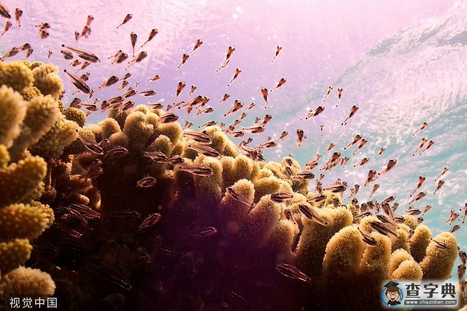 澳大利亞安裝水下?lián)P聲器 或助受損的珊瑚恢復(fù)活力1