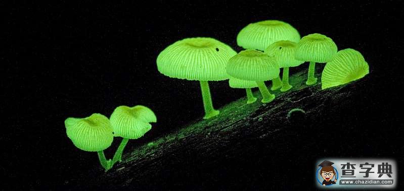 地球上的那些怪異自然現(xiàn)象以及神秘生物14