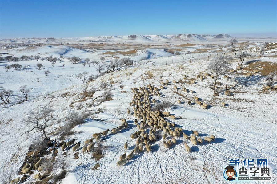 冬日內(nèi)蒙草原白雪皚皚景色壯美：日暈、霧凇、雪原放牧3