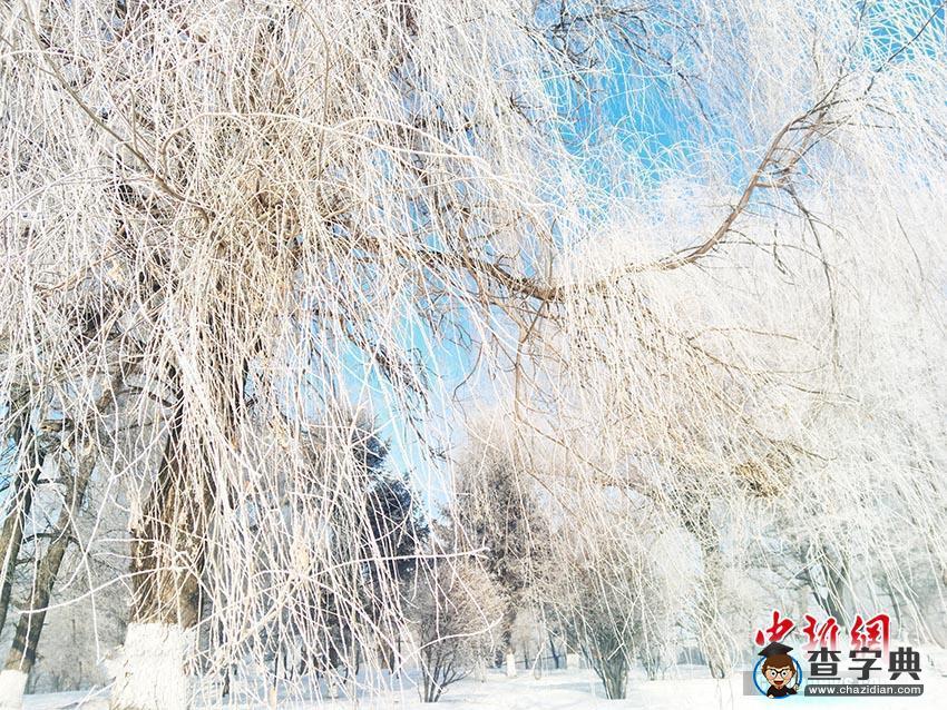 吉林“霧凇駕到” 結(jié)晶爬上樹枝宛如夢幻之地4