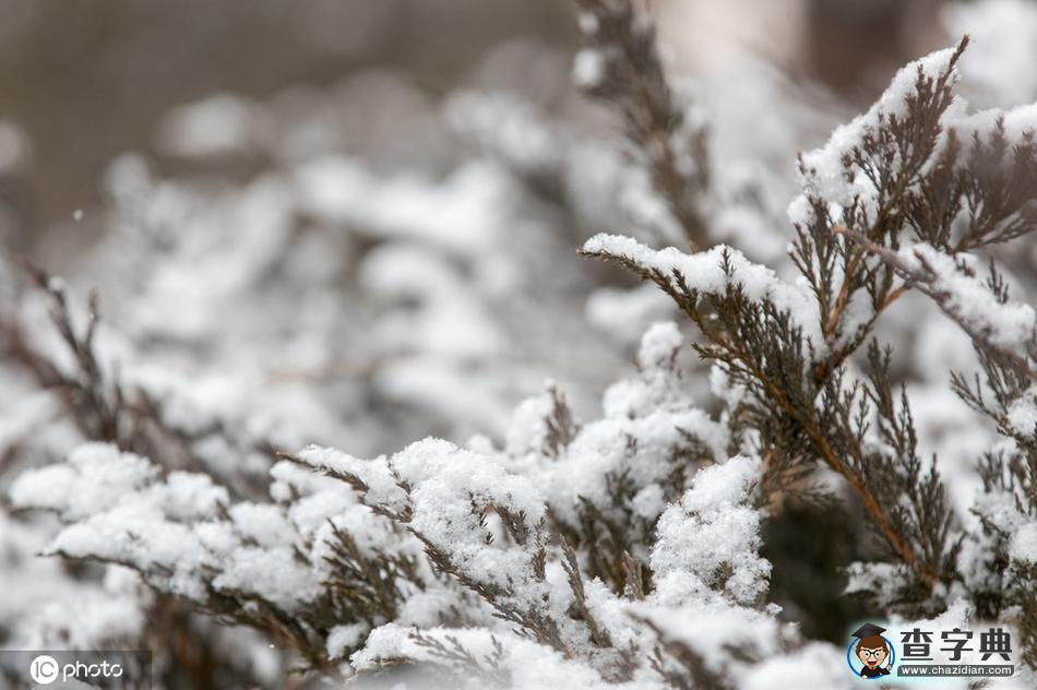 北京又下雪了！鼠年第二場(chǎng)雪如約而至5