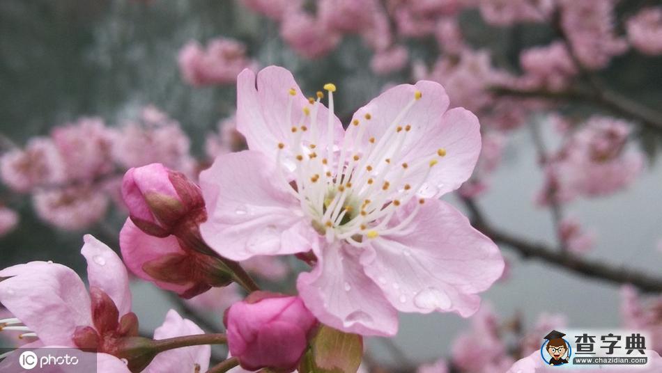櫻花開(kāi)了！冬去春來(lái)終開(kāi)懷7