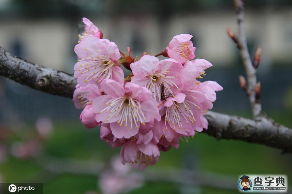 櫻花開(kāi)了！冬去春來(lái)終開(kāi)懷5