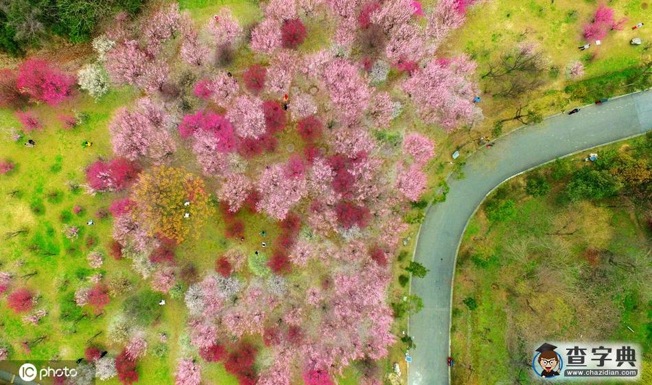 梅花滿園美景醉 古城大地著春裝9