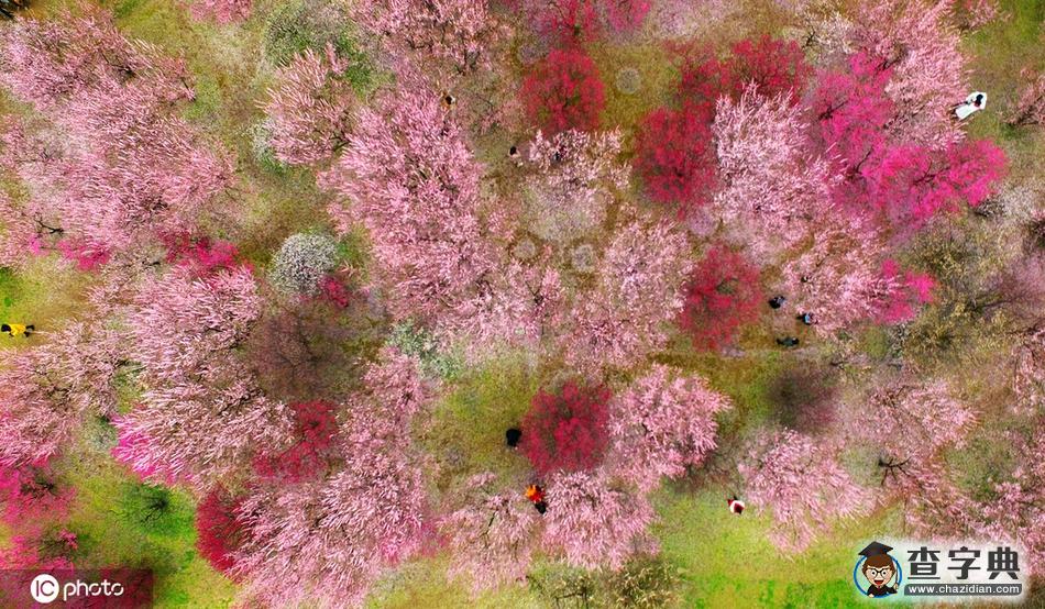 梅花滿園美景醉 古城大地著春裝5