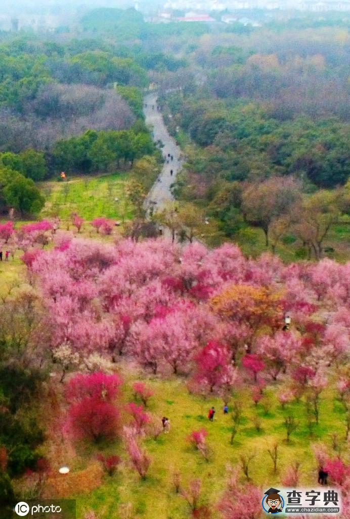 梅花滿園美景醉 古城大地著春裝10