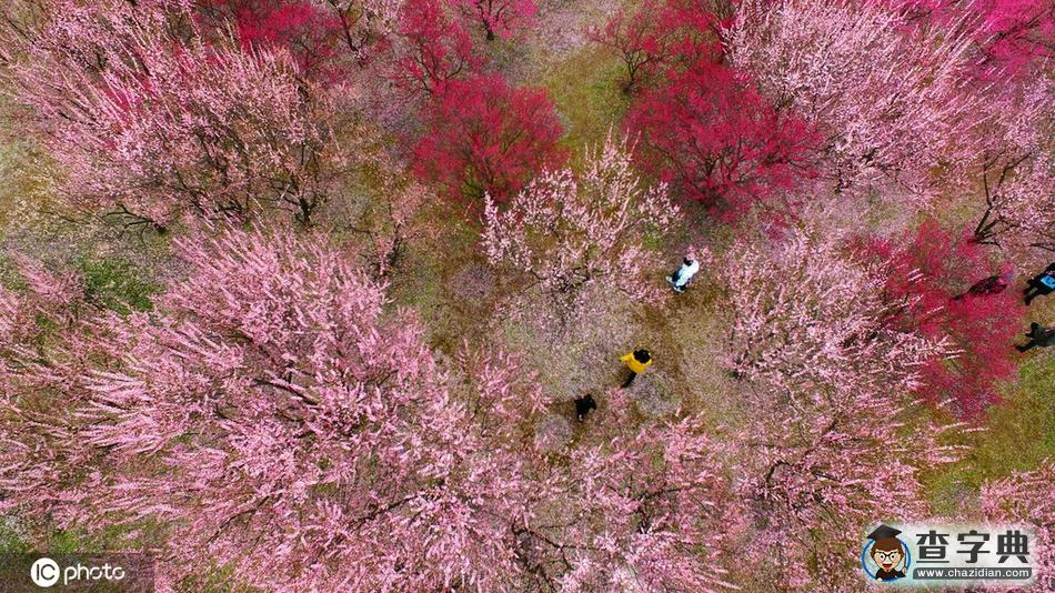 梅花滿園美景醉 古城大地著春裝6