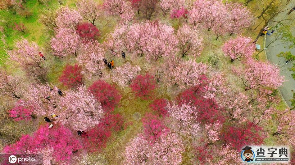 梅花滿園美景醉 古城大地著春裝3