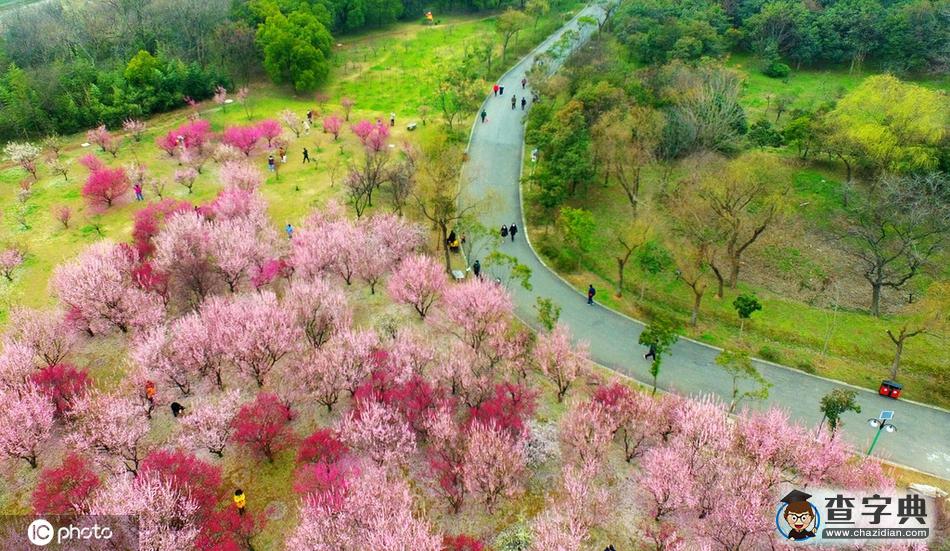 梅花滿園美景醉 古城大地著春裝7