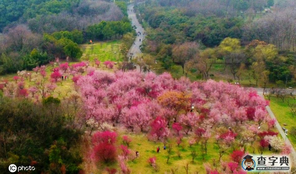 梅花滿園美景醉 古城大地著春裝11