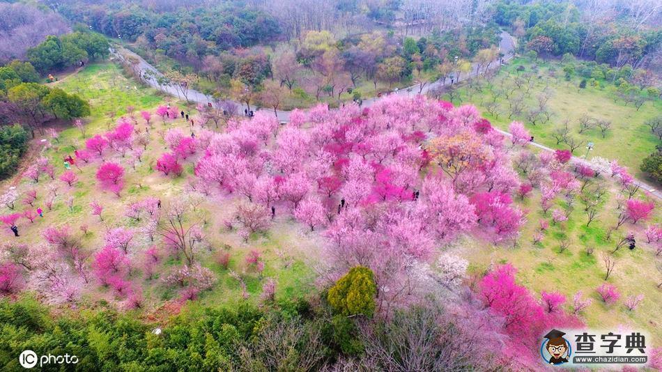 梅花滿園美景醉 古城大地著春裝1