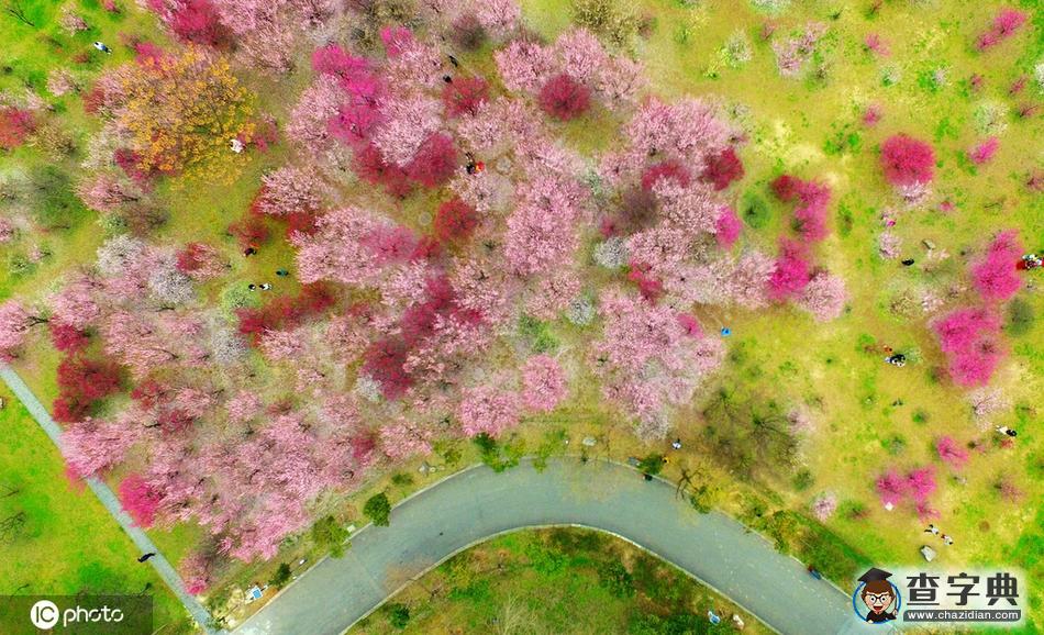 梅花滿園美景醉 古城大地著春裝8